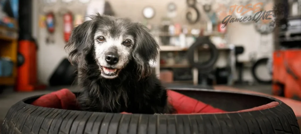 Sobrevive más tiempo con la mascota que aumenta tu vida